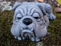 Bild 3 von Steinfigur Englische Bulldogge Gartenfigur Frost- wetterfest Massiv Beton